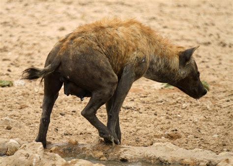 Interesting Facts About Hyenas Hyaenidae