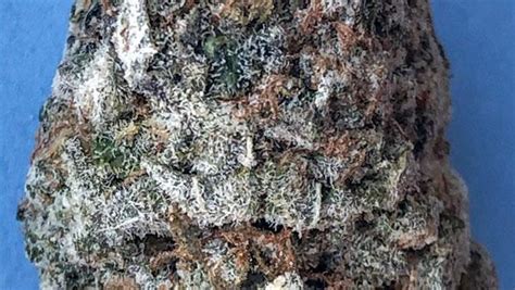 Cement Shoes Marijuana Photo Gallery | Cannabis Photos"
