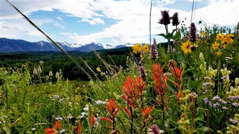Colorful Spring Wildflowers With Snow Capped Mountains Stock Photo