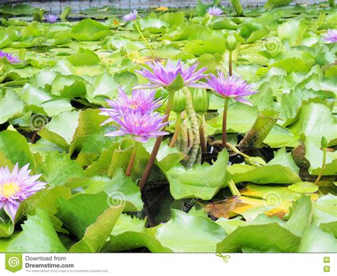 Lotus Flower And Lotus Flower Plantswater Lily Lotus Flower On Stock