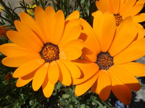 Fileunidientified Orange Flowers