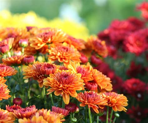 How To Winterize Mums Advice To Protect Fall Favorites