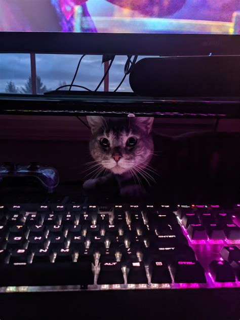 One Of My Gamer Cats Rpcmasterrace