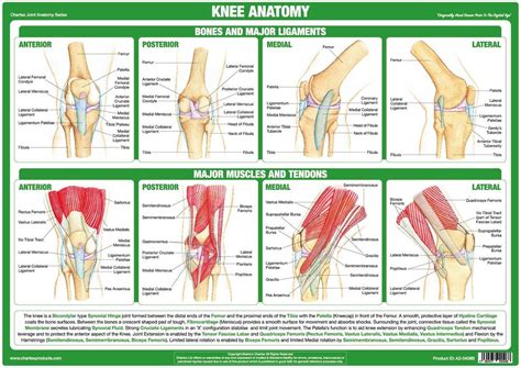 Knee Joint Anatomy Poster Joints Anatomy Knee Joint Anatomy Knee