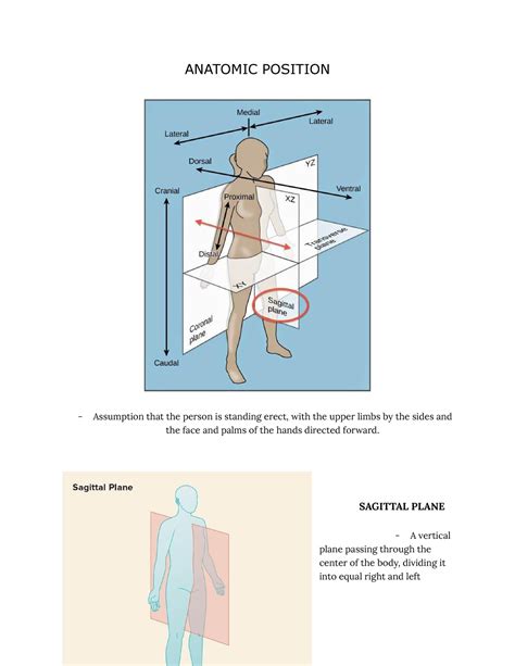 Anatomic Position Nkbdbsuyysug Anatomic Position Assumption That