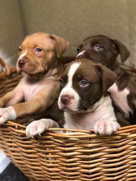 When buying american bully puppies, ask yourself if you want one as a pet, a show dog or a breeding stud. American xl bully puppies | in Ealing, London | Gumtree