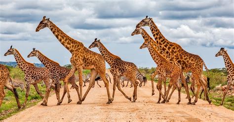 Masai Giraffes Were Just Declared Endangered