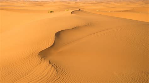 Download 1920x1080 Dunes Desert Hills Sand Field Traces Plants