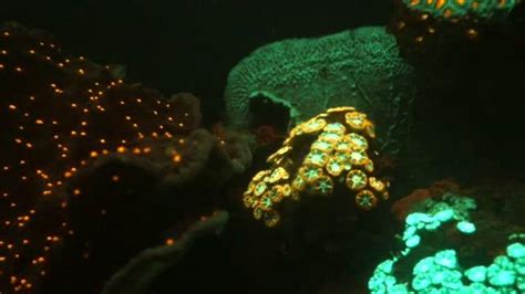 Rainbow Of Glowing Corals Discovered In Depth Eurekalert