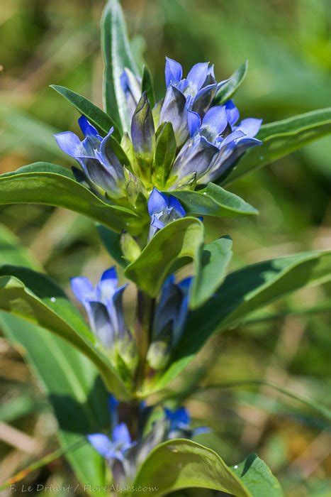 Gentiana Dahurica Prussian Blue Flowers Fresh Seed