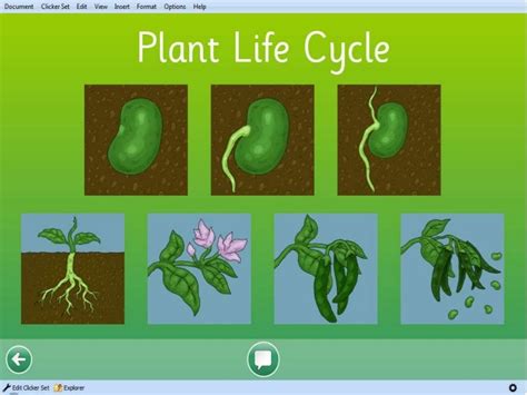 Plant Life Cycle