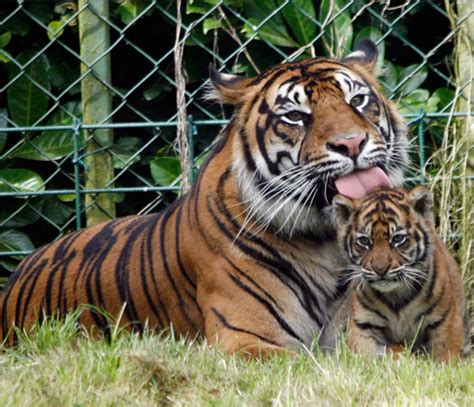 The sumatran tiger is a population of panthera tigris sondaica on the indonesian island of sumatra. Sumatran Tiger Facts and Pictures | Animal Wildlife