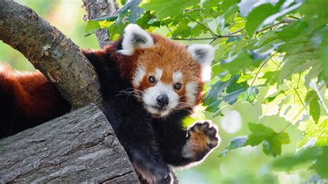 Download Wallpaper 1920x1080 Red Panda Funny Animal Paw Full Hd
