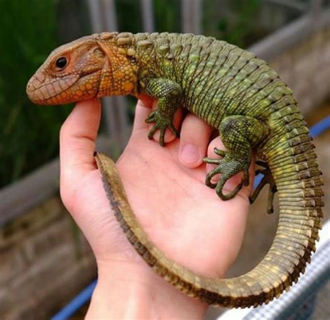 5 Facts You Didn't Know About Caiman Lizards - Animal Media Foundation