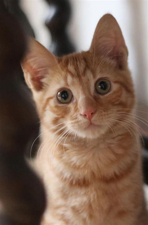 Cat Breeds Ginger Pets Lovers