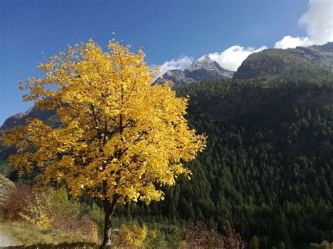 Trekking Alps Mountain Hiking Tours In Italy With A Local Guide