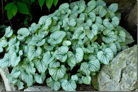 Perennial Plant Pick For 2012 Jack Frost Brunnera ⋆ North Coast