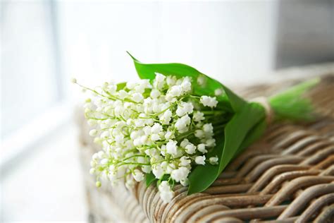 Faites livrer un bouquet de muguet des bois et envoyez du bonheur à vos proches pour le 1er mai ! Porte Bonheur Images Bouquet De Muguet Gratuites Avec Une ...