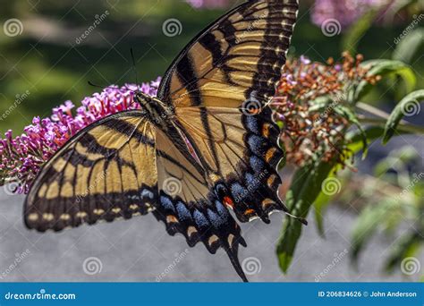 Papilio Glaucus Oriental Tigre Foto De Archivo Imagen De Oriente