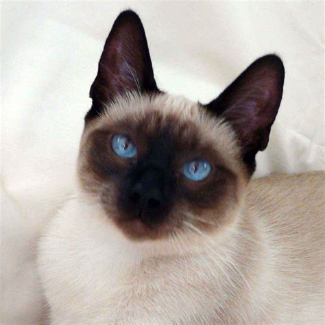 Baby Siamese Cat For Adoption Care About Cats