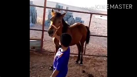 ويذكرني صهيل المهره الاصيله والـثريات. المهره الاصيله - YouTube