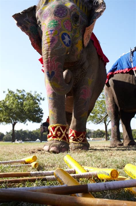 62 Best Images About Painteddressed Up Elephants On Pinterest