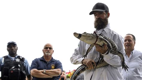 Florida Expert Captures Elusive Alligator At Chicago Lagoon