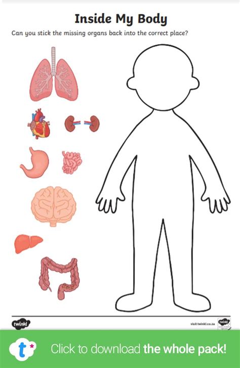 Explore The Human Body With This Informative Worksheet Children Can