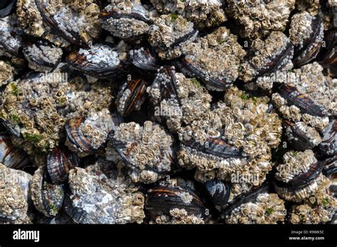 Mussels Encrusted With Barnacles Close Up On The Oregon Coast Usa