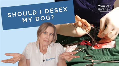 The Pros And Cons Of Neutering Your Dog Why Desex Your Dog Youtube