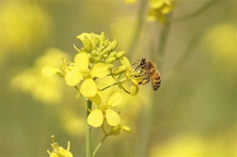 1920x1080 Wallpaper Honey Bee Perched Yellow Petaled Flower Peakpx