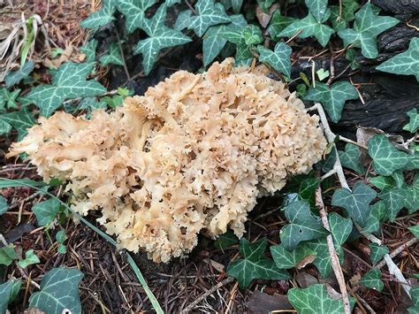 A Foragers Guide To Cauliflower Mushrooms Sparassis