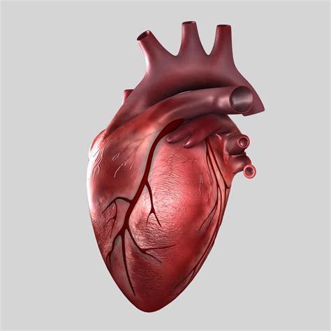 C4d Human Heart