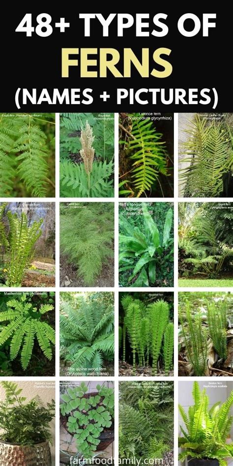 48 Types Of Ferns Indoor Outdoor Aquarium With Photos Types Of