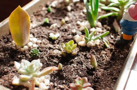 Repotting Succulents And Cacti Complete How To Guide With Pictures