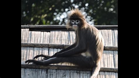 The Spectacled Monkey Dusky Leaf Monkey Sipahijala National Park