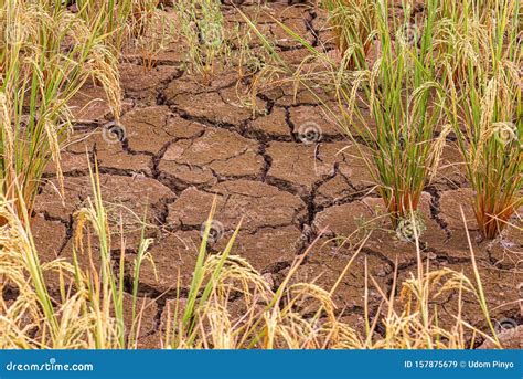 Cracked Soil Rice Plant In The Field Stock Image Image Of Farm
