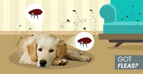 How To Get Rid Of Fleas Naturally On Your Dog At Home And In Your Yard