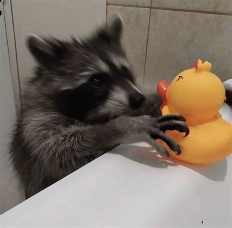 𝐢𝐜𝐨𝐧 𝐩𝐟𝐩 Pet Raccoon Raccoon Funny Cute Little Animals