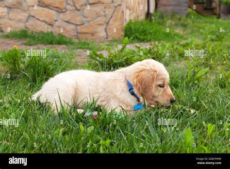 Happy Golden Retriever Is Lying In The Green Grass Backyard Stock Photo