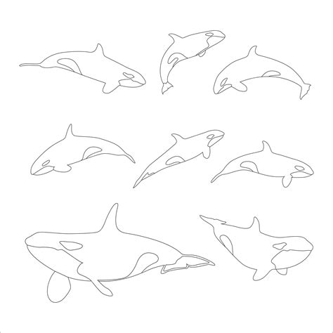 Premium Vector Killer Whale Outline Hand Drawn Collection