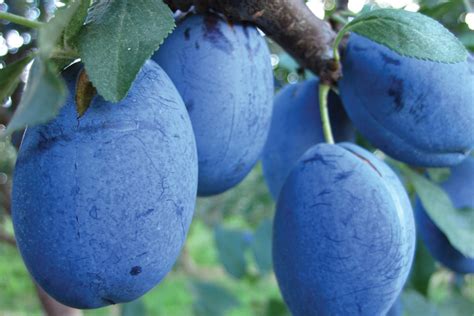 Plum Varieties Are Complex And Fascinating Slideshow Growing Produce