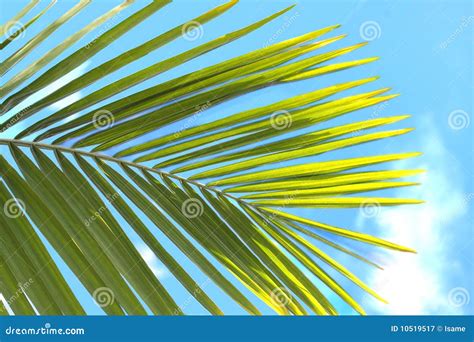 Green Palm Leaf On A Blue Sky Stock Image Image Of Natural Plant