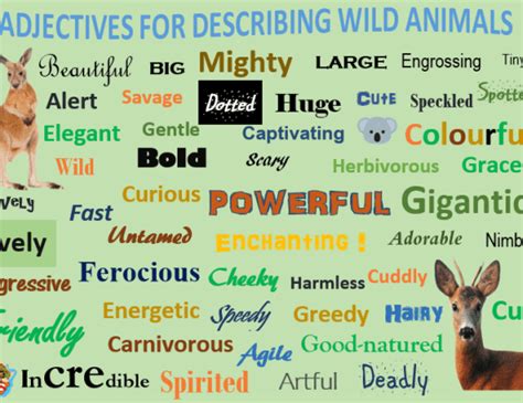 English Nature Vocabulary Lesson 3 Describe Wild Animals Learn