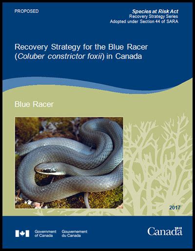Blue Racer Coluber Constrictor Foxii Proposed Recover Strategy 2017