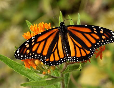 Monarch Butterflies The Orange And Black Beauty Earthroots Field School