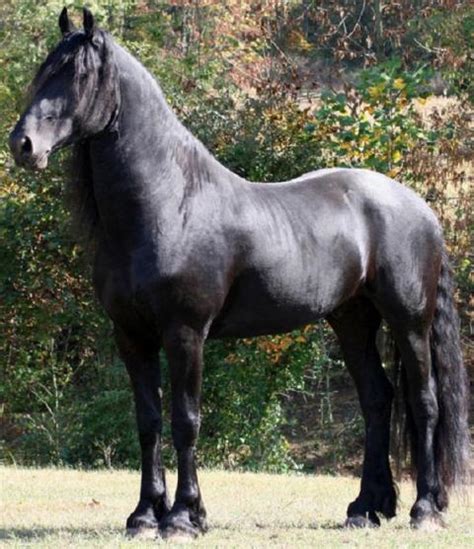 Ten Of The Most Expensive Horse Breeds In The World 4 Top 10 Of