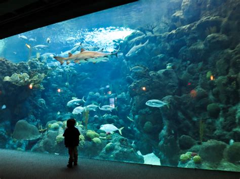 Underwater World Singapore Explore World Wonders Amazing World