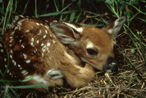 Deciduous Forest Baby Deer