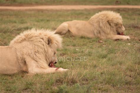 Lions Eating Meat At Safari Park — Conservation Green Stock Photo